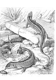 Pintables, coloring sheets, photos, free coloring books and printable pictures. Coloring Page Lizards Free Printable Coloring Pages Img 9771