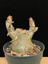 Image result for Cyphostemma schlechteri