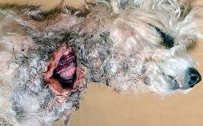 Eternally Vulnerable: The Pathology of Abuse in Domestic Animals - Beverly  McEwen, 2017