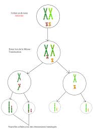 Image result for Meiostemon