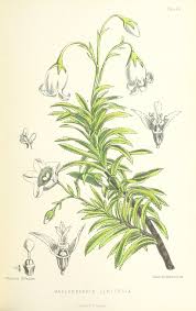Image result for Wahlenbergia wittei