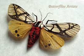 Real Tiger Moth Areas Galactina Entomology Collectible In Museum Quality Shadowbox Tiger Moth Moth Insect Art