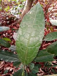 Image result for Rinorea elliptica