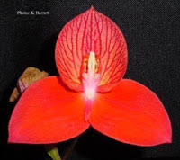 Image result for Disa fragrans