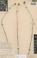 Image result for Schinziella tetragona