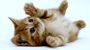 You want to do what you can to ensure that your adorable baby grows into a healthy adult. Cute Baby Kitten Hd Wallpapers Top Free Cute Baby Kitten Hd Backgrounds Wallpaperaccess