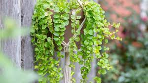 Forms a charming low mat of butter yellow leaves, bearing bright golden yellow flowers from late spring into summer. Creeping Jenny Plant Care Growing Guide