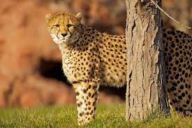 Zoo Rap Animals Cheetah Zoo