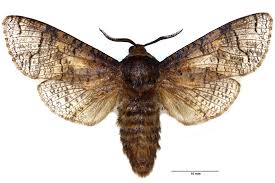 Image result for Cossus cossus