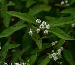 Image result for Lippia javanica