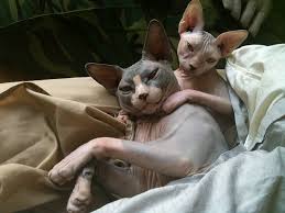 Two Partners Hairless Cat Cat Adoption Sphynx Cat