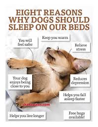 8 Reasons Why Your Dog Should Sleep With You Sleeping Dogs Cat Love Quotes Dogs