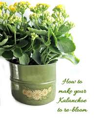 Kalanchoe Blossfeldiana Care How To Grow Florist Kalanchoe In 2020 Kalanchoe Blossfeldiana Flowering Succulents House Plant Care