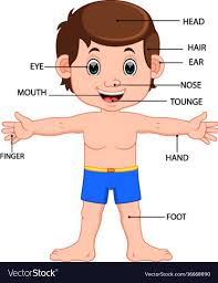 Observe the bodies of water diagram, figure out the different bodies of water marked in the diagram and write their names to complete this pdf worksheet. My Body Clipart For Kids Novocom Top