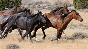 Image result for HORSE