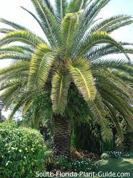 Canary island date palm problems. Canary Island Date Palm