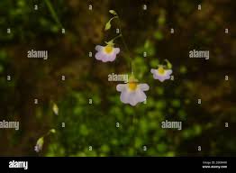 Image result for Utricularia striatula