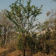 Image result for Acacia robusta