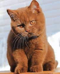 British shorthair cats on instagram: Pictures Of Cats Cinnamon British Shorthair
