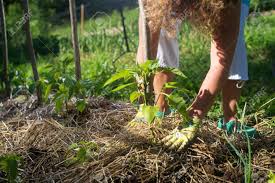 No weeds in sight, no active roots hiding in the soil. Covering Young Capsicum Plants With Straw Mulch To Protect From Stock Photo Picture And Royalty Free Image Image 95519697