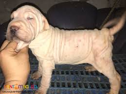 There are a lot of great things about the sharp. Quality Sharpei Puppies For Grabs