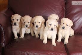 Sterling lab puppies english style labrador retrievers. English Yellow Lab Puppies For Sale California The Y Guide