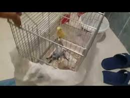 Muhabbet Kusu Kafes Temizleme Ve Banyo Yaptirma Part 1 Hedef 300 Like Youtube