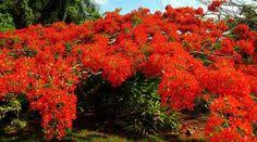  Flamboyan Cicek Agac