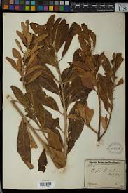 Image result for Clutia hirsuta