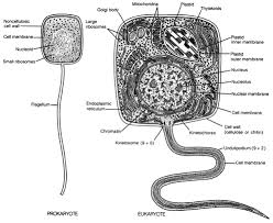 Pin On Bio Cell Structure Function