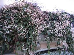 Clematis little white charm (groenblijvend) prijs € 13,25. Clematis Apple Blossom Klimplant Van De Maand Maart Clematisonline Blog