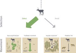 Conceptual figure outlining how incorporating movement into habitat...