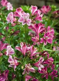 New Flowers Vegetables Herbs Edibles Garden Lily Seeds Lily Flower Seeds Flower Seeds