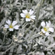 Image result for Cerastium
