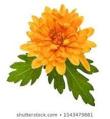 One Chrysanthemum Flower Head Green Leaves Stock Photo Edit Now 1543479881 Chrysanthemum Edit Flow Chrysanthemum Flower Purple Flowers Garden Chrysanthemum