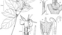 Image result for Warneckea cordiformis