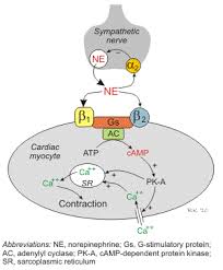 Cv Pharmacology Beta Adrenoceptor Antagonists Beta Blockers