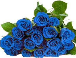 Explore and download free hd png images, and transparent images Download Blue Roses Png Blue Roses Png Hd Png Image With No Background Pngkey Com