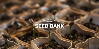 Seed bank offers the same great premium marijuana seed strains with high germination rates, but we now offer more variety, faster shipping and better prices! Seed Bank Competition 01 Aasarchitecture
