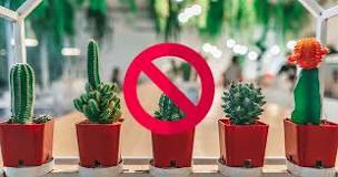 Is cactus bad luck?