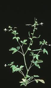 Image result for Cleome aculeata