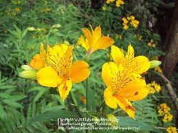 Plant Id Forum Yellow Flower All Things Plants Flowering Shrubs Plants Yellow Flowering Shrub