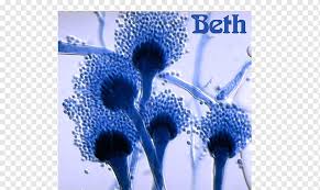 Su hábitat natural es el heno y el compostaje. Aspergillus Fumigatus Aspergillus Flavus Fungus Aspergillosis Aspergillus Niger Aspergillus Blue Flower Aflatoxin Png Pngwing