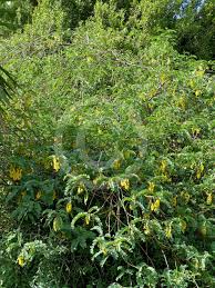 Image result for Calpurnia aurea