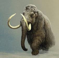 Pin De Christa Gettys Em Neanderthal Man Animals Mamute Animais Pre Historicos Animais Extintos