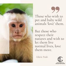 It's official!!! There will be an ORIGINAL piece by artist, Amber Christy  Art in this year's Lions, Tigers and Beer auction! THANK YOU for supporting  our mission of providing captive-raised exotic animals