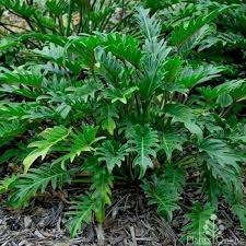 Philodendron Xanadu Australian Plants Philodendron Plant Plants
