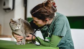 Ich wollte eigentlich warten bis sie das erste mal rollig war mit dem kastrieren, aber ich bin unsicher da ich viele. Kastration Der Katze Bei Ihrem Tierarzt In Munchen Hadern