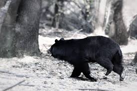 Image result for Dark Gray 1977 Caloric