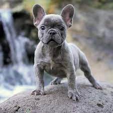 We specialize in purebred and designer puppies, both large and small. Hope French Bulldog Puppy 617207 Puppyspot